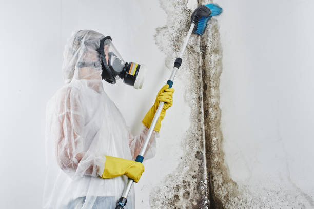Mold Removal and Inspection in Empire, CA