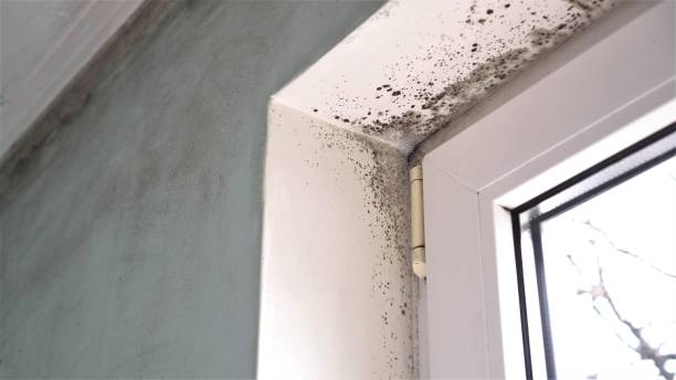 Best Crawl Space Mold Removal  in Empire, CA