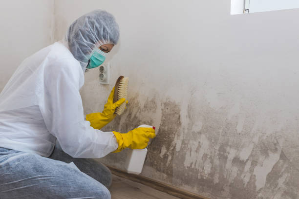 Best Office Mold Removal Services  in Empire, CA