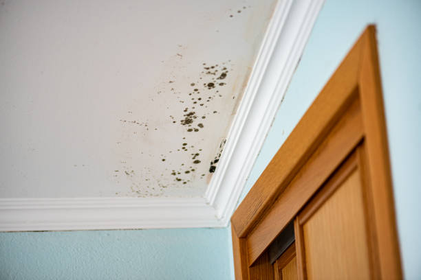 Best Emergency Mold Removal  in Empire, CA