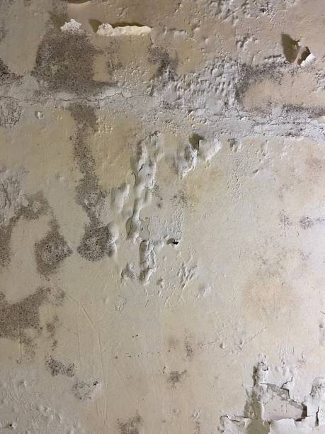 Best Home Mold Removal  in Empire, CA
