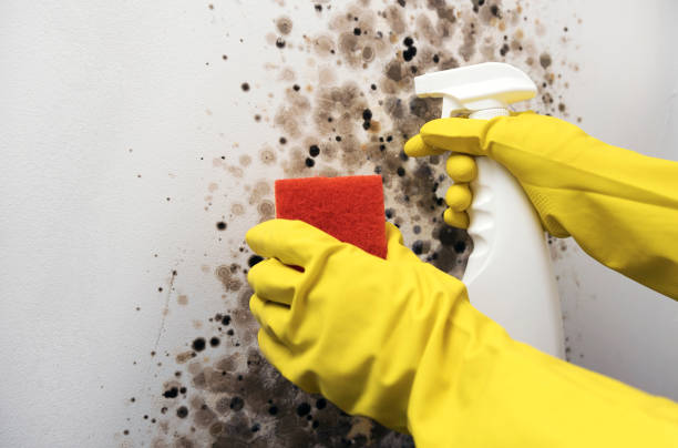 Best Mold Testing  in Empire, CA