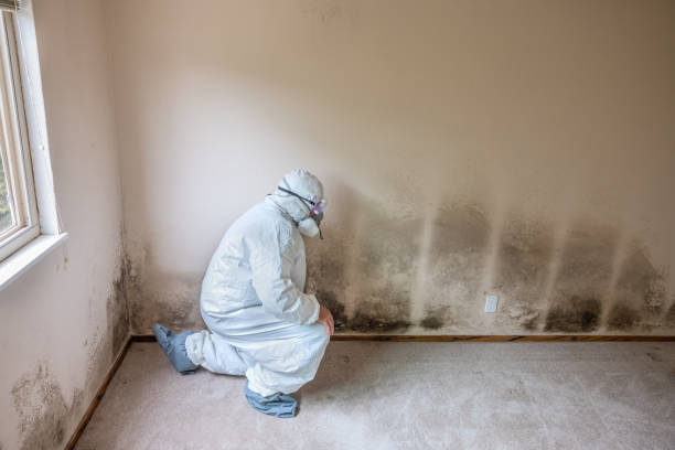 Best Mold Removal and Inspection  in Empire, CA
